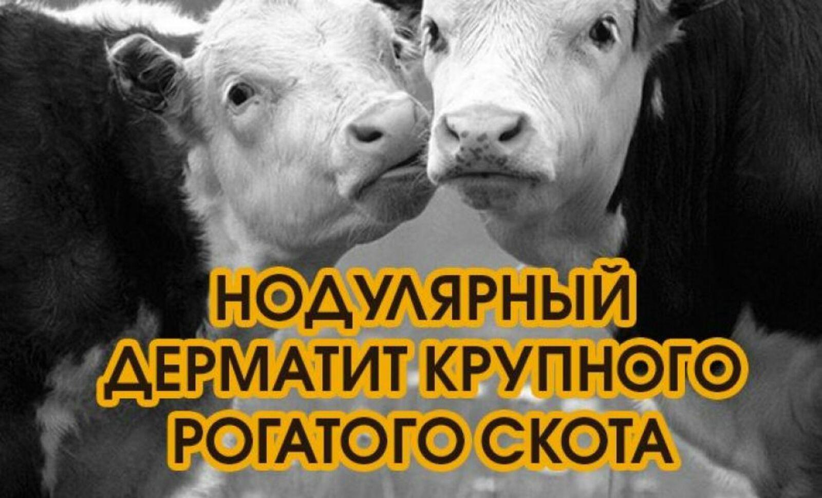 Чуғынҷах – 15 хоныхта